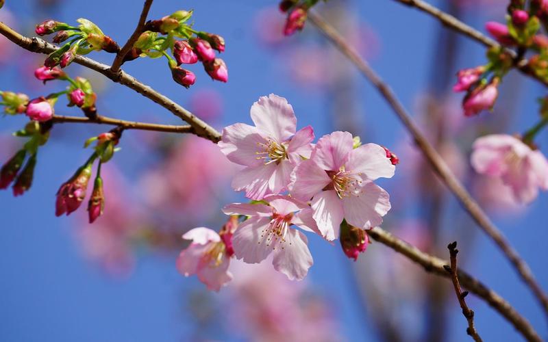 春日的清新樱花摄影图