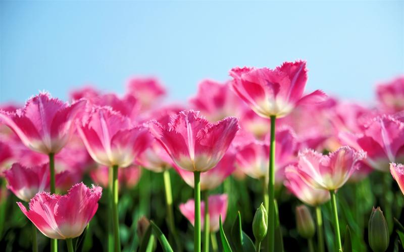 春天盛开的粉红色郁金香花,蓝天背景 壁纸 - 1680x1050