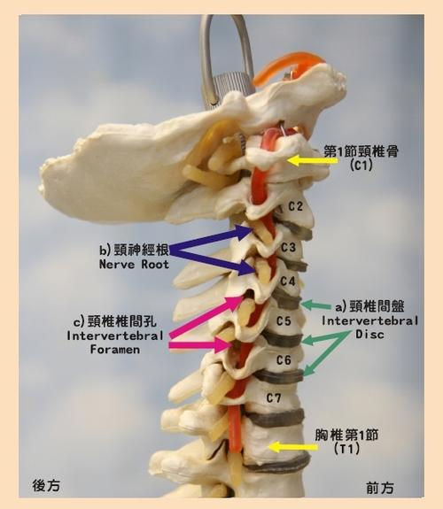 (a)椎间盘(软骨)及周边的韧带,肌肉所组成,椎骨侧面设有(c)椎间孔,让