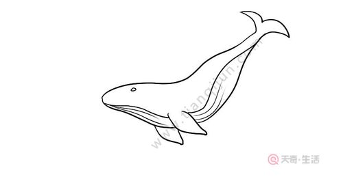 座头鲸简笔画的画法 座头鲸简笔画教程