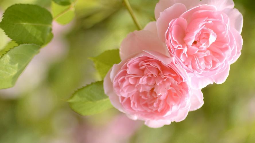 粉色玫瑰,花蕾,玫瑰花桌面壁纸