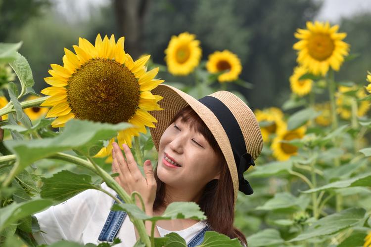 2020年7月4日北京奥林匹克森林公园北园,向日葵花海景区人物形象美拍!