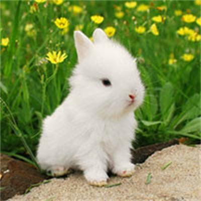 小白兔图片可爱萌萌头像 小白兔头像图片大全微信_动物头像_美头网