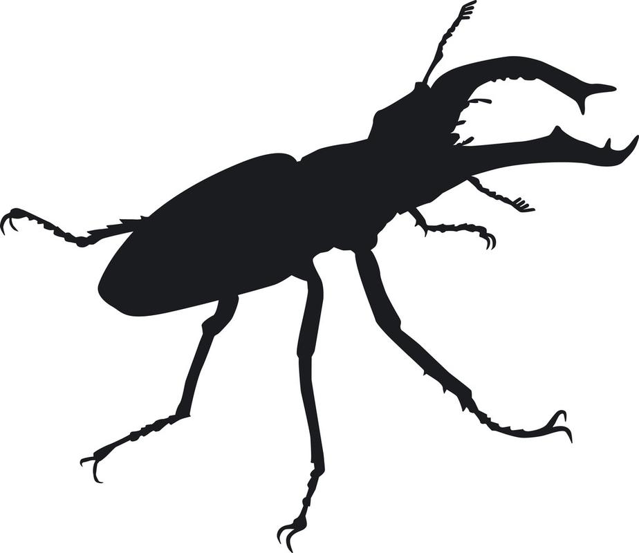 大鹿角甲虫的轮廓,作为一个剪影在侧面视图中,显示大锹虫爬满了其令人