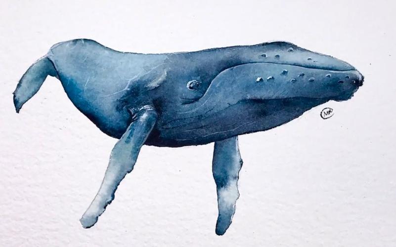 水彩轻松水彩画鲸鱼示范