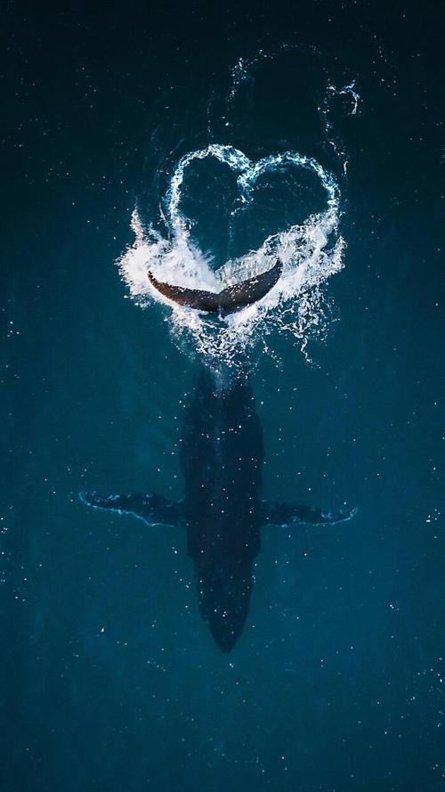杂志锁屏六旬老人一生与大海和鲸鱼为伴,他拍下的每一张鲸鱼照片,都无