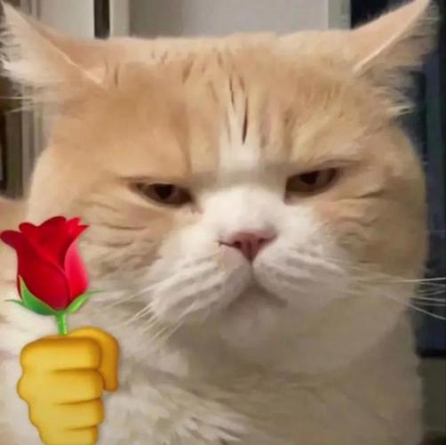 猫猫表情包大概那么大,猫猫表情包头上戴花,猫猫表情包原图,猫猫表情