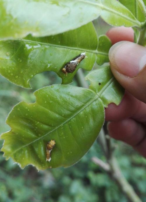 凤蝶幼虫在嫩梢边缘去屎,稍大之后想心叶进攻,严重影响柑橘新梢的生长