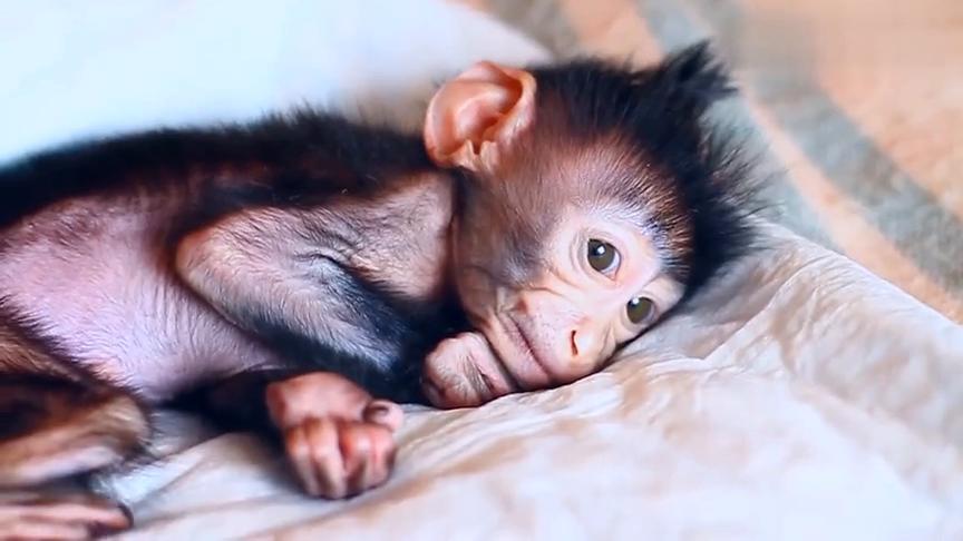 一只小猴子幼崽,非常的可爱,镜头记录全过程!