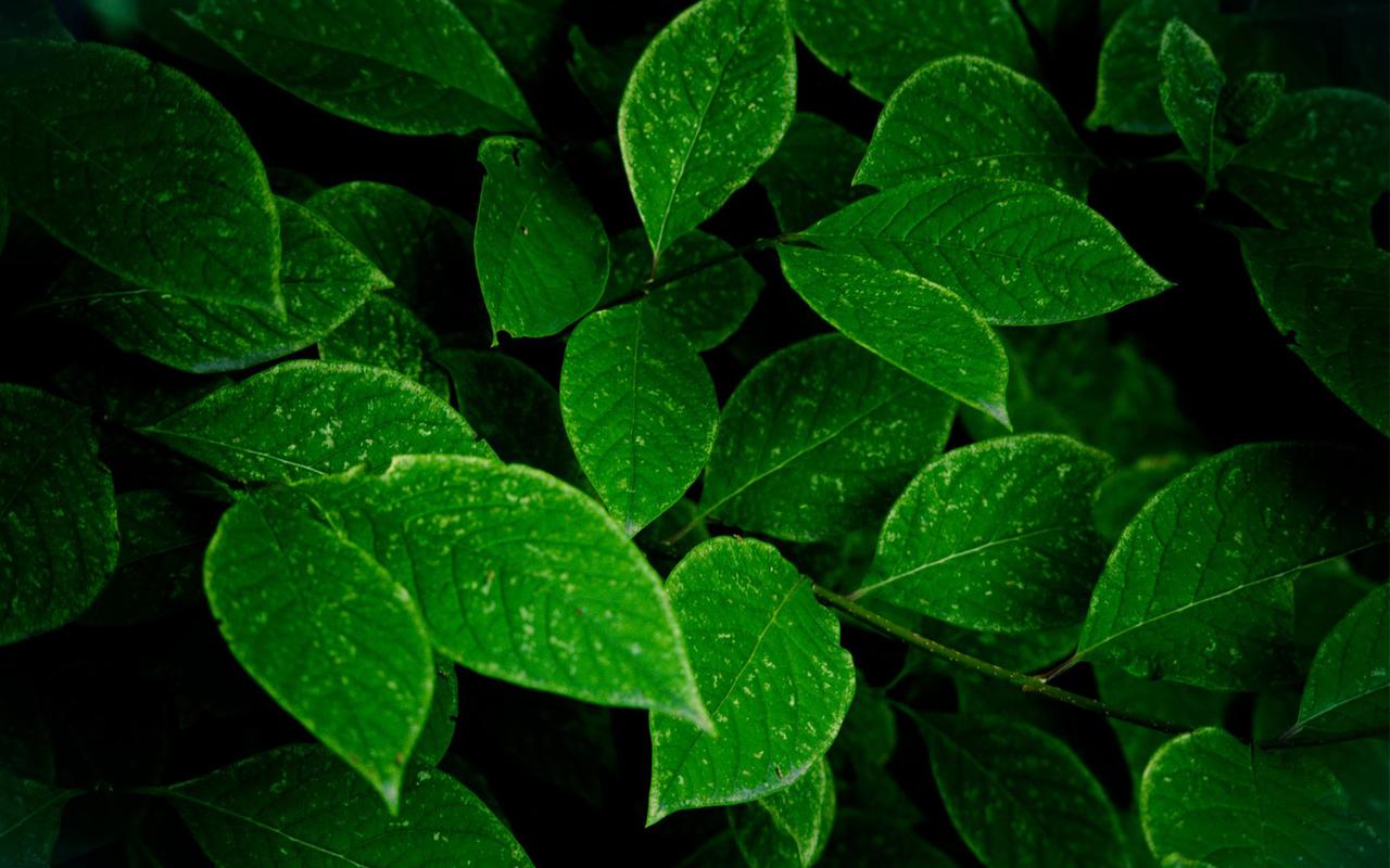 这些是绿色植物桌面壁纸,绿色的背景,深绿色的叶子,绿色的小草,清新
