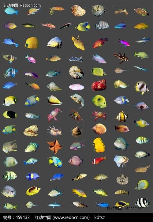 海洋动物集锦图片