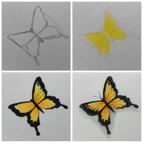 彩铅蝴蝶的绘画步骤图更新