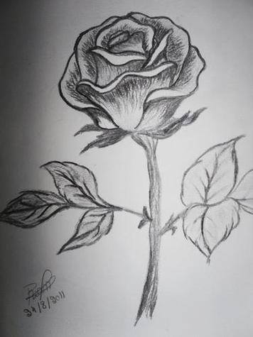 素描玫瑰花的画法步骤简笔画画图片大全花朵线条简笔画图片下载用针管