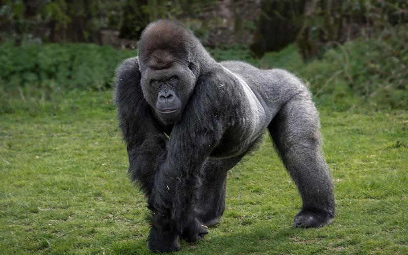 难以置信!体型巨大的山地大猩猩,居然是一种性情温和的动物!