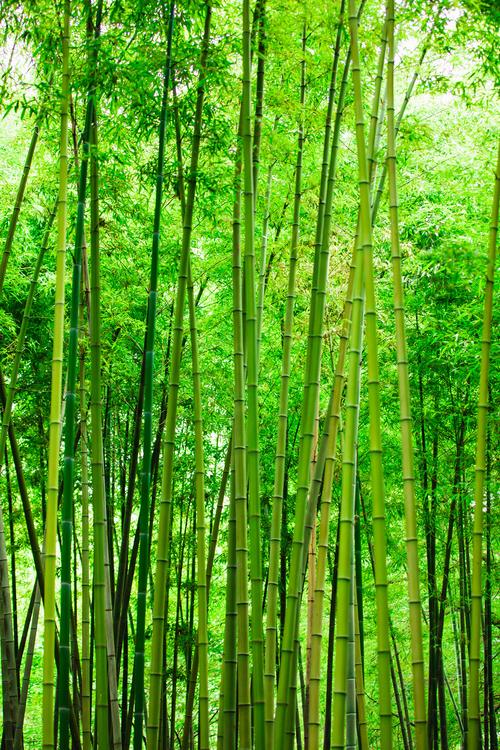 夏季绿色竹林竹海竹子图片