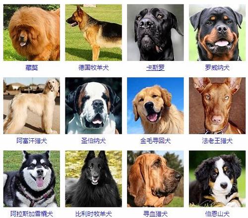 狗狗品种 大型犬品种大型犬品种身高:61cm-70cm,体重