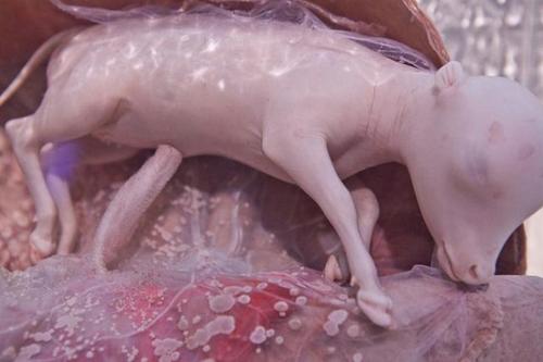 国家地理频道破天荒拍出动物在母胎中的模样,每张都令人惊叹连连!
