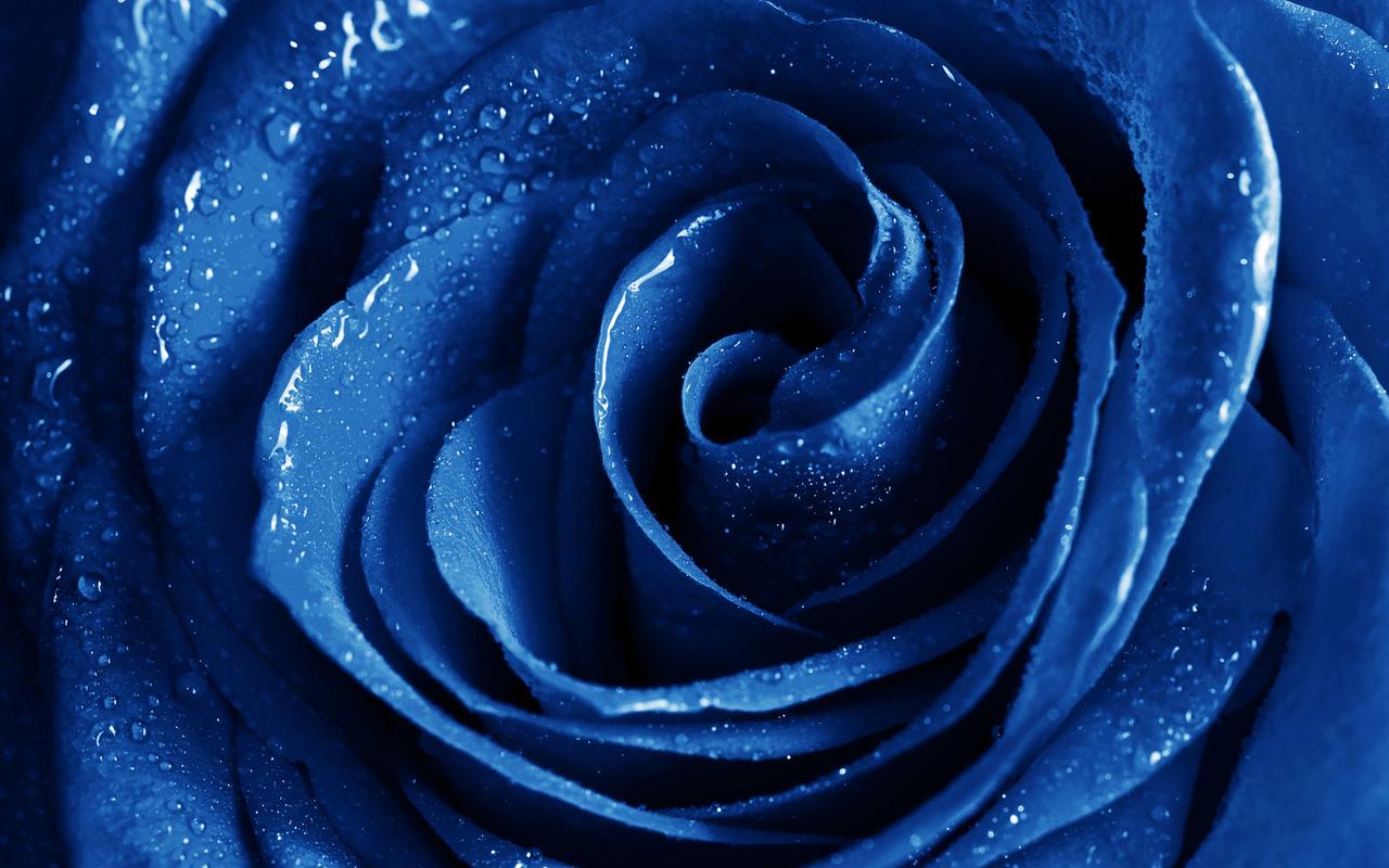 唯美好看的蓝玫瑰图片桌面壁纸高清大图预览1920x1200_植物壁纸下载_