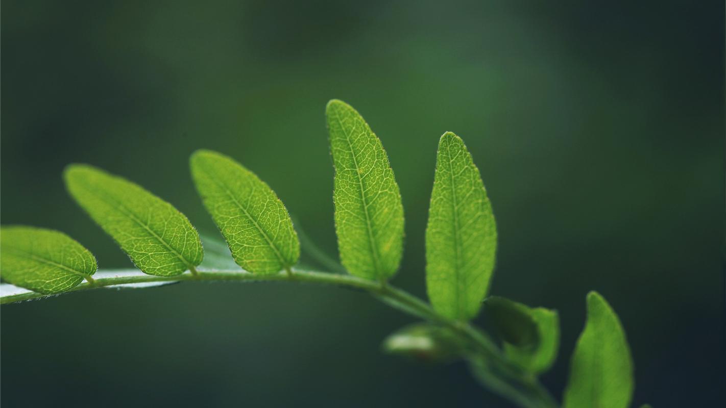 绿色护眼的植物绿叶摄影高清宽屏桌面壁纸