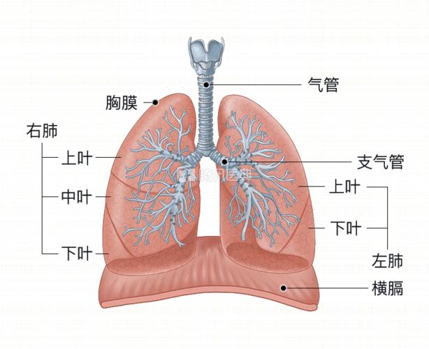 肺泡和细支气管,组成了肺的内部结构.