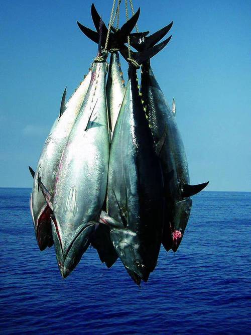 日本蓝鳍金枪鱼
