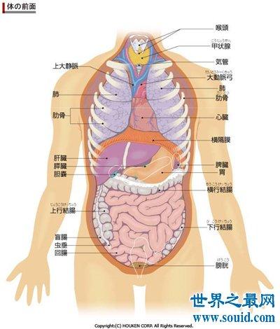 九州世界之最 人类之最 脏和腑是根据内脏器官的功能不同而加以区分的