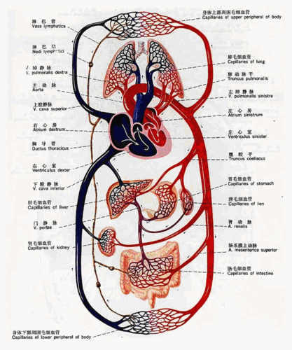 人体血液循环