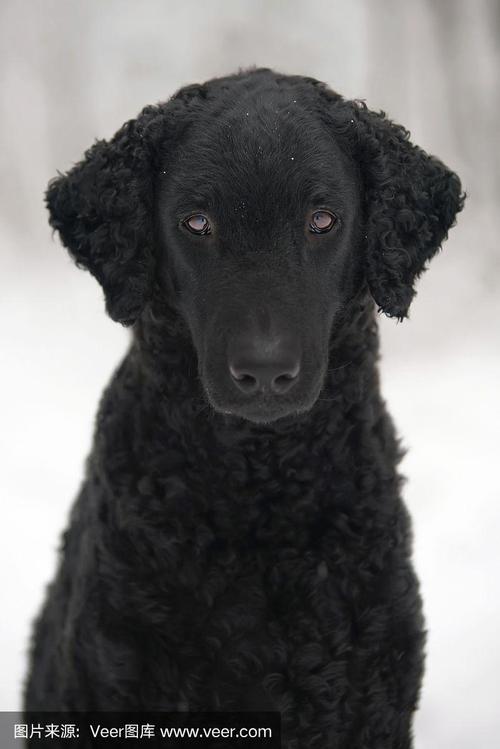 这是冬天在户外摆姿势的黑色卷毛寻回犬的肖像