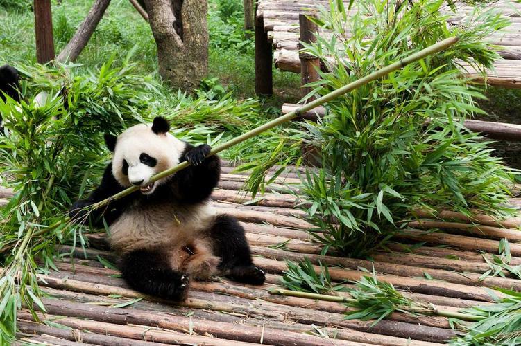 中国大熊猫保护中心都江堰基地又名"熊猫乐园,拥有适宜大熊猫生活