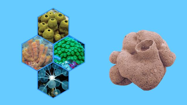 海绵动物:海绵动物是对一类多孔滤食性生物体的统称