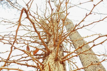 水平的荆棘牧豆树高清图片高的大绿色茎刺树枝和叶荆棘抽象的高清图片