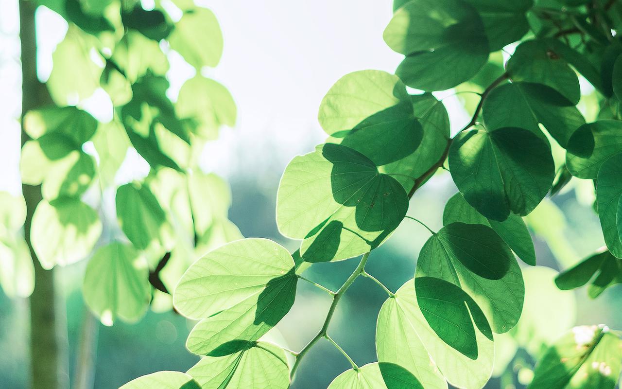 绿色护眼小清新植物高清图片壁纸-植物壁纸-手机壁纸下载-美桌网