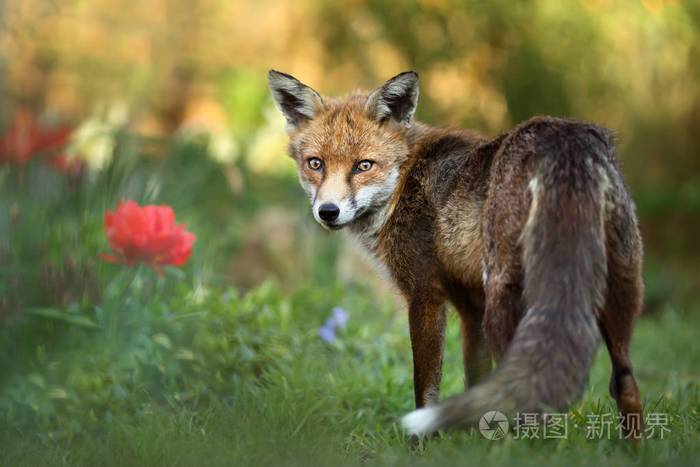 特写一只红狐狸站在花园里开着花夏天在英国