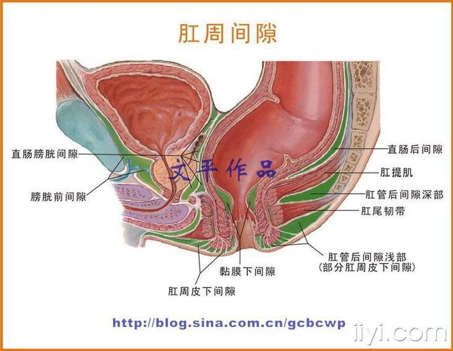 直肠周围间隙盆腔冠状面图