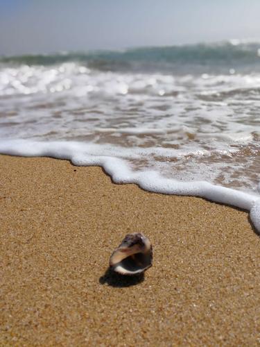 贝壳,沙滩,海浪