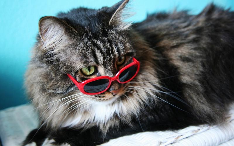 当猫咪带上眼镜 动物壁纸 动物图片大全 动物桌面壁纸大全 免费动物