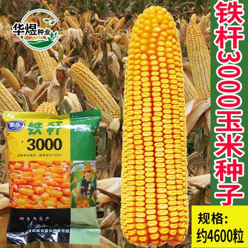 3000玉米种子