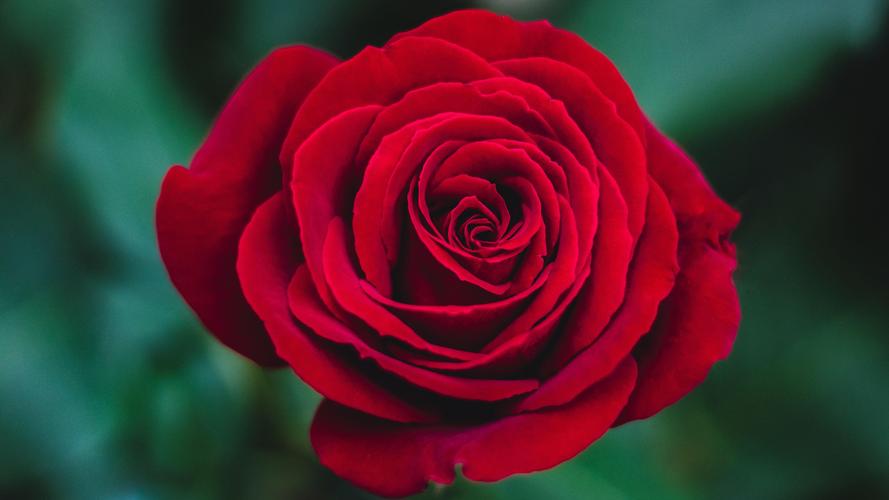2020浪漫的七夕玫瑰花,鲜花-回车桌面