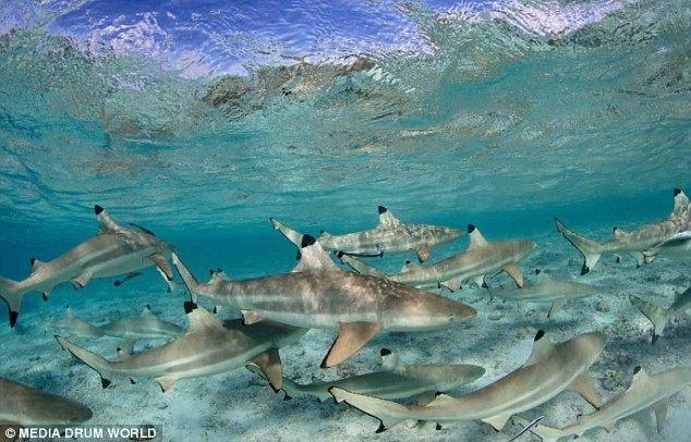 摄影师冒险站在鲨鱼群中拍照,成群鲨鱼在其脚边嬉戏