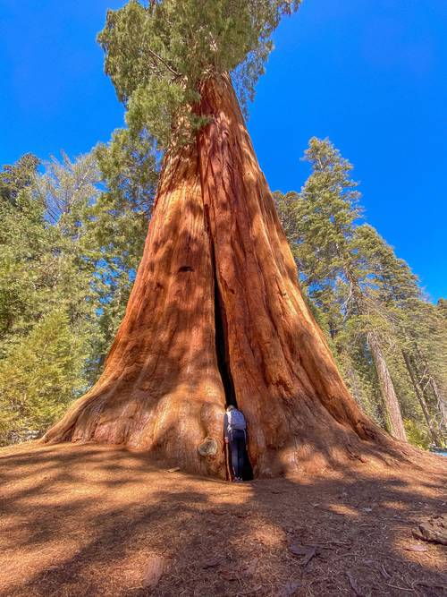 美国红杉国家公园,发现地球上最大的树木,景色令人惊叹不已_步道_世界