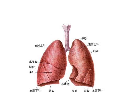 人体肺部生理结构图-生理结构图