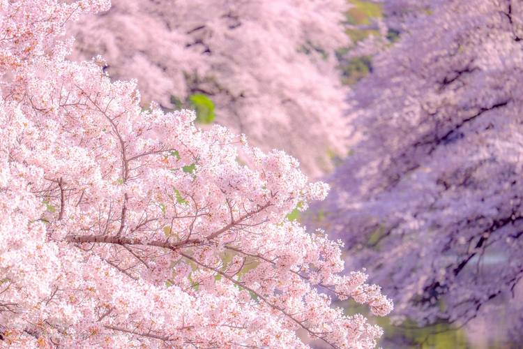 媲美日本樱花小镇的万亩樱花园正在绽放,再不去就等明年啦!