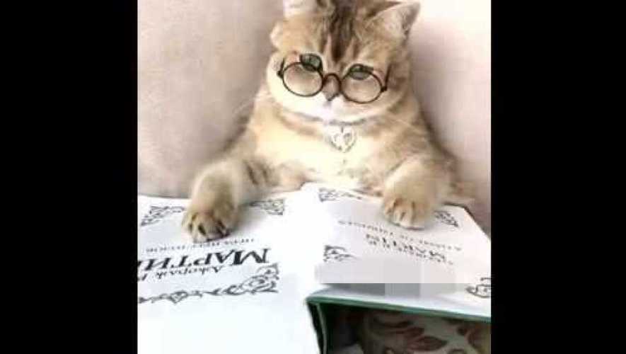 猫咪你太厉害了啊,自己都可以,戴眼镜看书了!