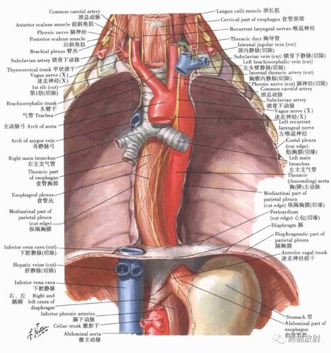 解剖丨纵隔,食管,胸部断面