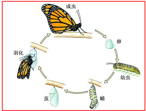 蝴蝶的生长过程必须经历过四个时期,卵期,幼虫期,蛹期和成虫期,才能