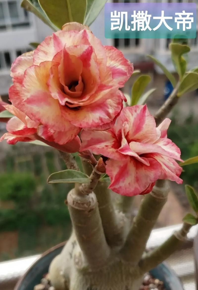 家里的沙漠玫瑰陆续开花了,都是好看勤花的品种,分享给大家,喜 - 抖音
