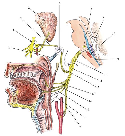 图5-131 舌咽神经及其分布示意图-人体解剖学-医学