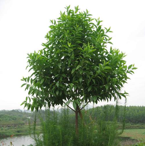 印度檀香树