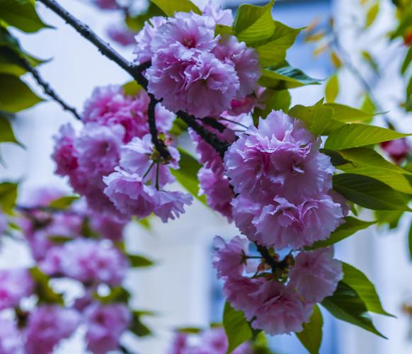 这些日本樱花是晚樱品种.花朵硕大,颜色鲜艳,高贵典雅,超凡脱俗.