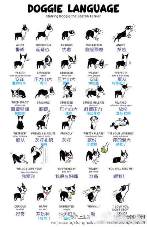狗狗的语言你真的懂么?